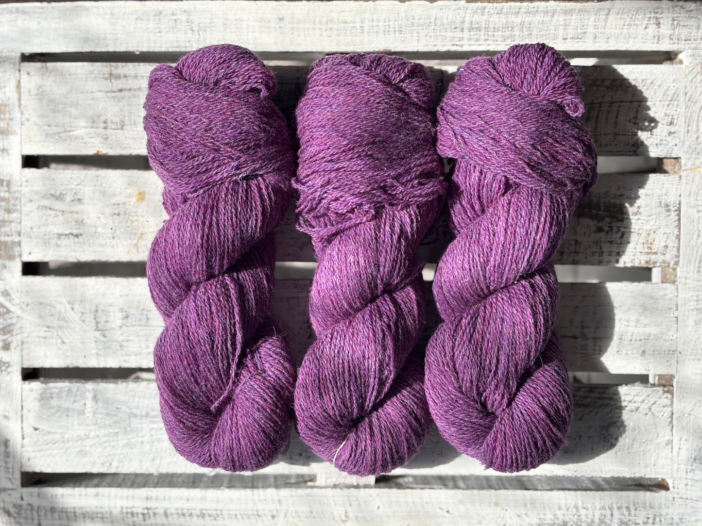 Iris Shetland Lite